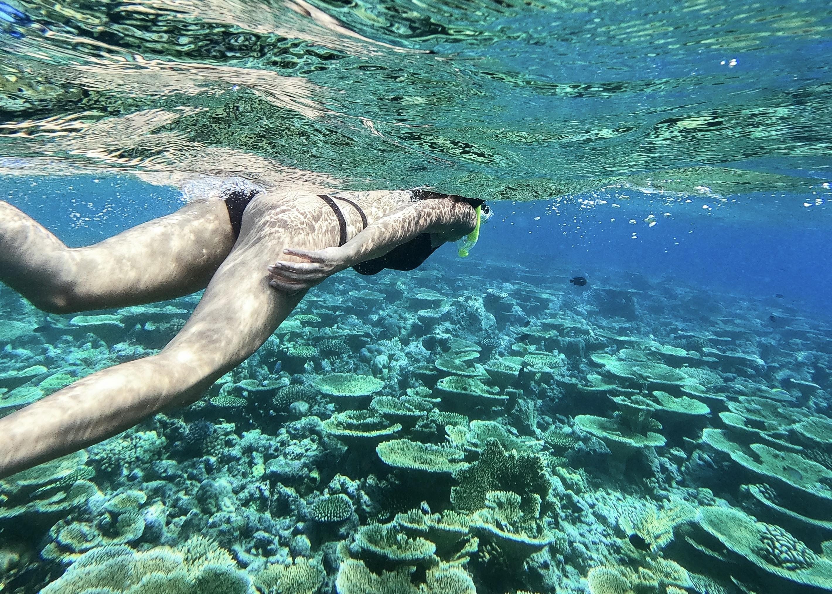 Snorkelling from a private hired boat over a reef in the Maldives