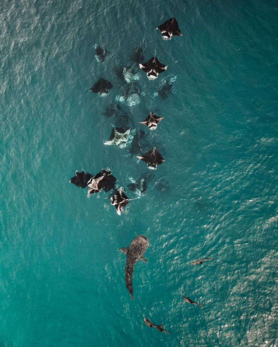 Manta rays feeding at Hanifaru Bay in Baa Atoll, Maldives