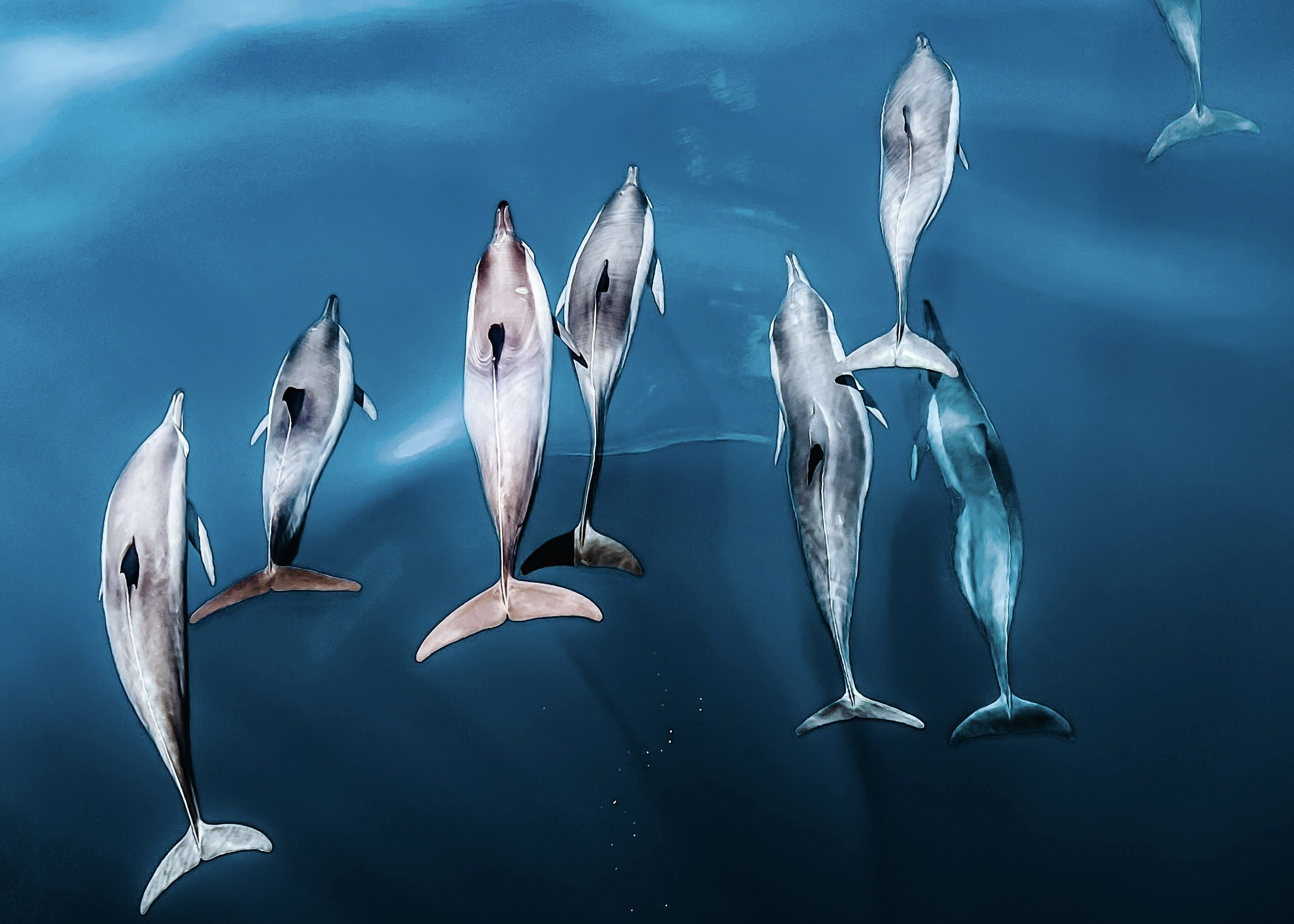Dolphins beside a speedboat at sunset in the Maldives