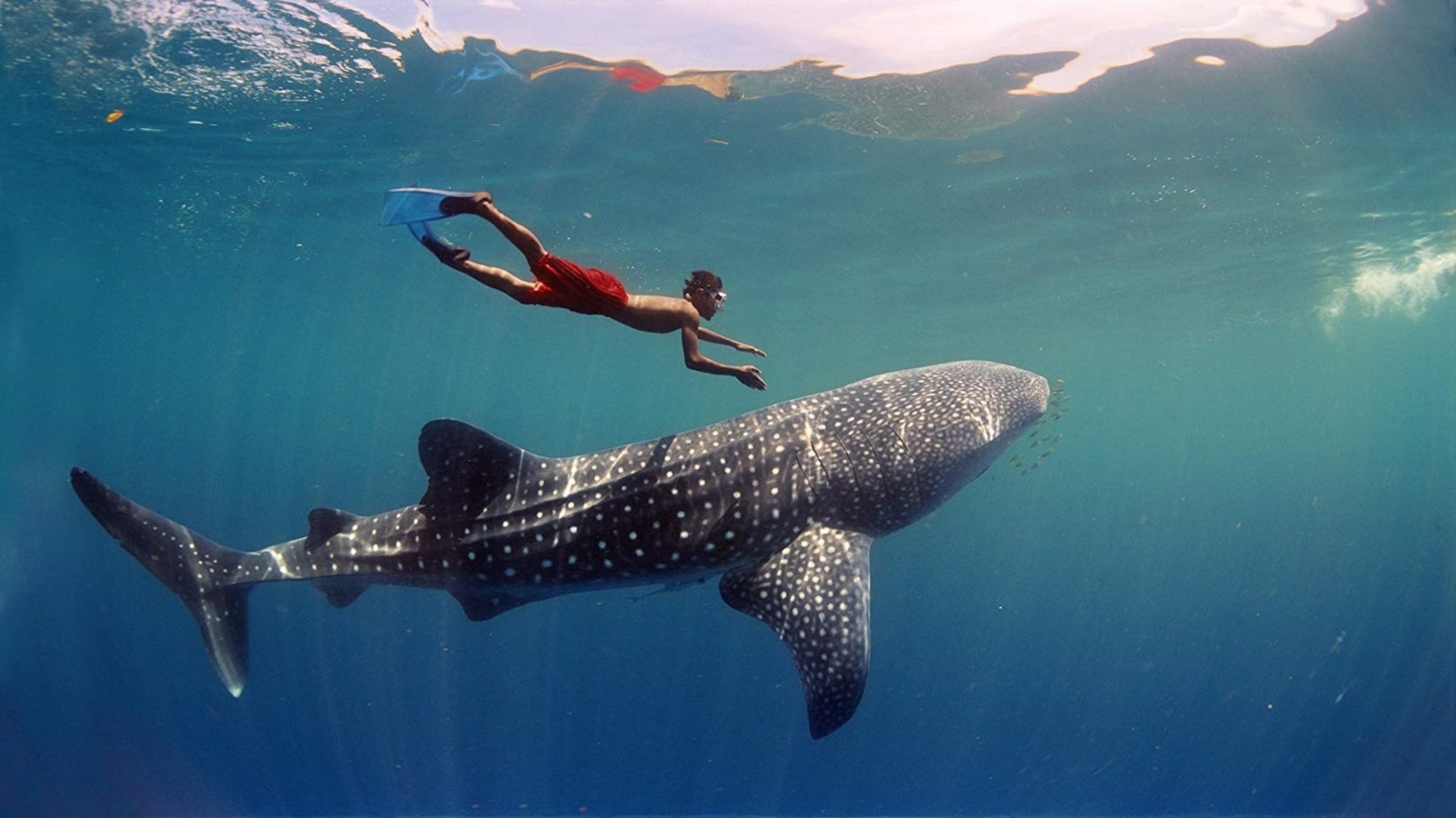 Snorkeller swimming beside a whale shark in the Maldives