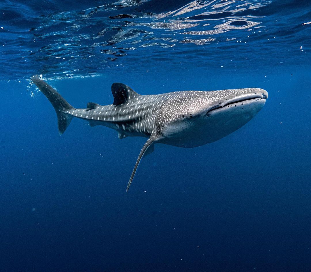 Whale shark feeding near the surface in South Ari Atoll, Maldives